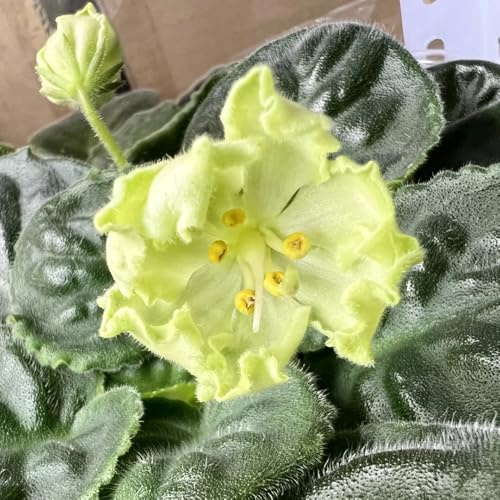 usambaraveilchen luftreinigende herbst deko bio balkon blumendeko 150samen