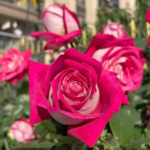 semillas de rosal, rosal trepador Macizo, exóticas resistentes raras, decoración sala estar, variedades antiguas, 450pcs