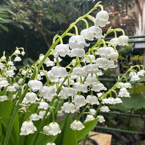 bulbi di mughetto - rare balcone resistenti esterni inverno perenni 8pcs