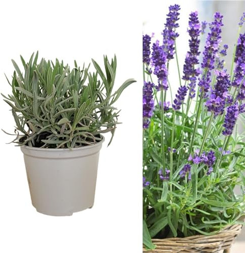 Carbeth Plants English Lavender Herb Plant 1 x Large 14cm Pot – Upright, Bushy Purple Lavender for Indoor & Outdoor Growing – Scented Garden Plant for Pots, Borders & Pollinators