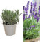 Carbeth Plants Planta de hierbas de lavanda inglesa, 1 maceta grande de 14 cm, vertical y arbustiva, lavanda púrpura para cultivo en interiores y exteriores, planta de jardín perfumada para macetas