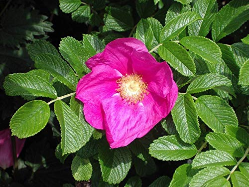 1 Red Wild Rose Copertura Piante 2-3 Piedi, Rosa Rugosa Rubra 60-90 cm, Fiori per 6mth