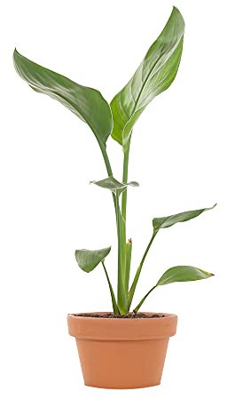 DECOALIVE Strelitzia Reginae con Maceta de Cerámica Planta Ave del Paraíso Natural para Interior