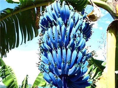 Nuovi semi di banana blu freschi da 50 pezzi
