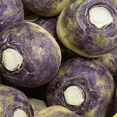 100 halbamerikanische Viola Top Steckrüben