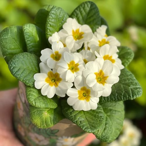 semi di primula resistenti all'esterno primule selvatiche da balcone perenni da giardino, rare, decorazione 550pcs