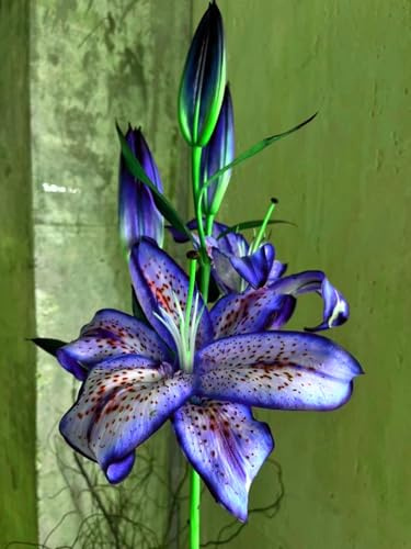giglio bulbi,Robusto, Nobile, Delicato, lilium bulbi,Elegante, Naturale-4 bulbi-C
