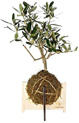 Vivai Lavermicocca Kokedama di Olea Europea ø12 h.35cm ulivo puglia zolla orientale pianta vera da esterno