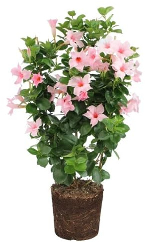 Mandevilla Flores Rosa| DECOALIVE | Dipladenia Flor Rosa | Planta Natural | Planta de Exterior
