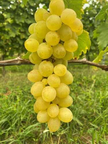 Suzi – gelbe Bio-Tafeltraube mit großen Beeren | aromatisch & robust | pilztolerant | für Garten, Pergola & Saft | EG-ÖKO zertifiziert | getopfte Rebe aus der Rebschule Vitiserve