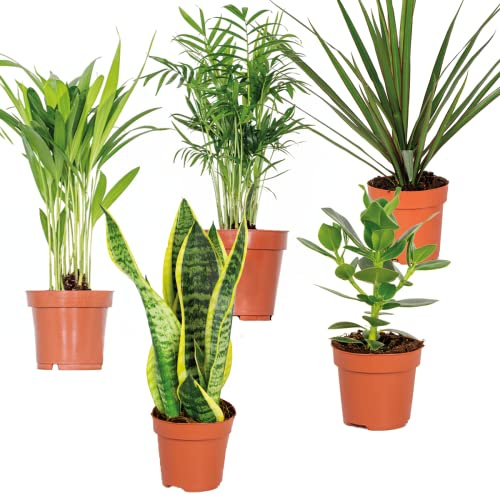 Bloomique - 5er-Mix - Pflegeleichte Pflanzenmischung - Chamaedorea, Sansevieria, Clusia, Dypsis, Dracaena - Höhe 20-40 cm - Topf 12 cm