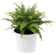 DECOALIVE Planta Natural Helecho Planta Colgante Fácil de Cuidar