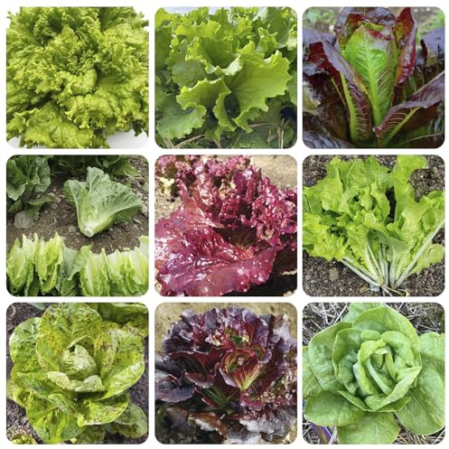 3200+ Mix Lettuce Seeds for Planting -Heirloom Salad Vegetable- Romaine Lettuce,Red&Green Leaf, Buttercrunch Escarole Batavia Lettuce Frisee Loose Leaf Iceburg