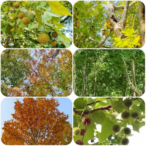 semillas de plátano, de balcón Platanus acerifolia, verdes un semillas orgánicas balcón resistentes exterior comprar resistentes 12pcs