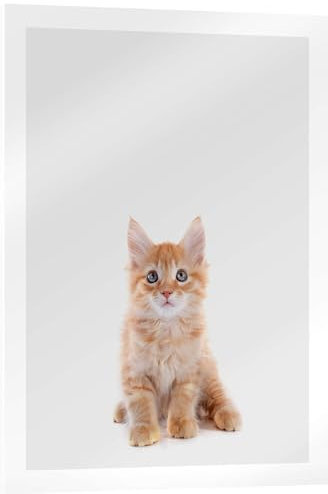 Posterlounge Maine Coon Baby Acrylglasbild von Animal Kids Collection 30 x 40 cm Grau Wandbilder Wanddeko