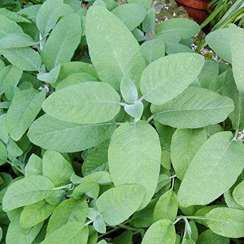 Bio-Salbei Samen, Salvia officinalis