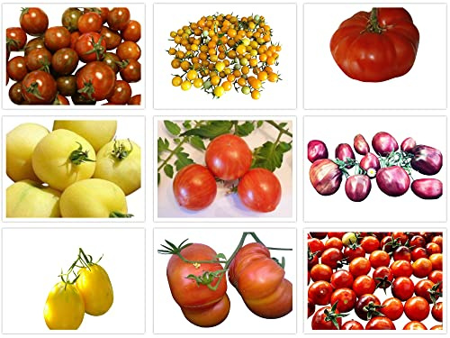 -Tomaten Sortiment 2-12 zuckersüße Tomatensorten im Set ***120 Samen***