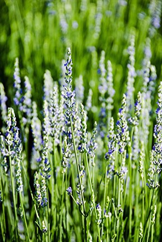 Posterazzi DPI1976373 Lavender (Lavandula Angustifolia) Many Sprigs Growing in Field. Poster Print, 11 x 17