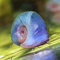 AquaLife UK 2x Blue Ramshorn Snail Aquarium (Planorbidae)