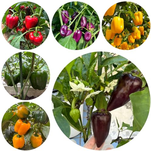 Semi di peperone, varietà antiche freschi per esterno, giardino decorazione del balcone di peperoncino 150pcs