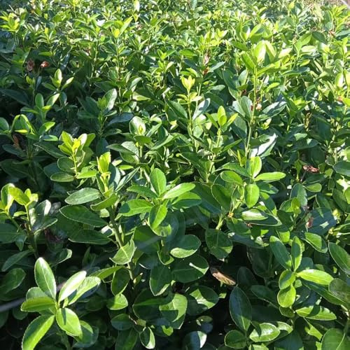 Semi di bosso, Buxus sinica, da balcone resistenti per il giardino regali per gli amanti del giardino vecchie varietà e perenni arbusti a crescita 50pcs