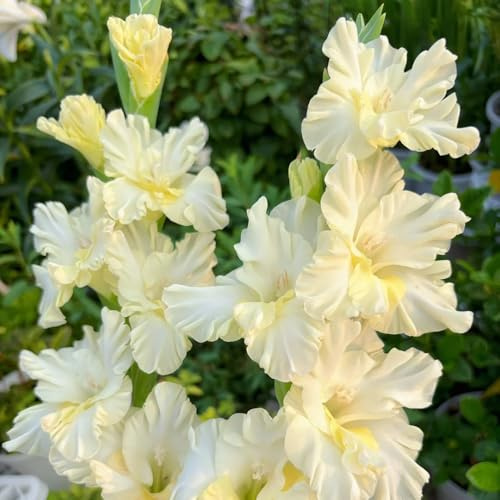 gladiolenzwiebeln - blumenwiese blumenzwiebel gladiolen gartendeko für draußen wildblumen balkonblumen topfblumen blühwiese mehrjährig blumenzwiebeln frühblüher seltene 18zwiebeln