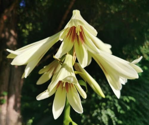 ANGEBOT : Cardiocrinum giganteum - Riesen Lilie 3 Blumenzwiebeln