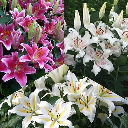 Orientalische Lilien Mischung “Colourful Scent” | 3 Stück | Blumenzwiebel | Knolle | Schnittblume | duftend | Verwildernd | Gemischt | Rosa | Weiß | 100% Blütegarantie | QFB Gardening