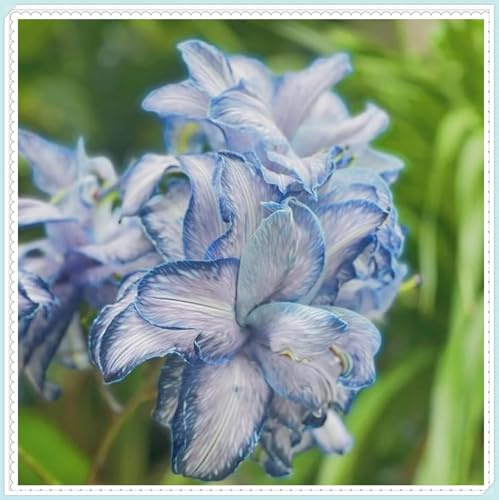 Giglio bulbi,piante erbacee perenni,Perfetto per le vacanze,Profumato,da piantare in giardino,lilium candidum bulbi, lilium bulbi giganti(steli grandi,senza semi,non artificiali)-2bulbi-C