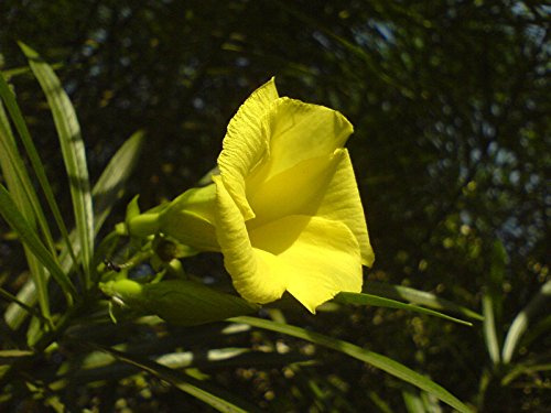 Oleandro, GIALLO immergrüner Baum Strauch, tropischer DUFT Blume, 5 Samen