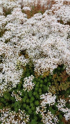 Sedum album 'Coral Carpet' / Orpin blanc/Succulente