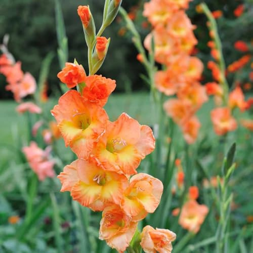 gladioli bulbi di bonsai antichi interni riverdimento tetti giardino balcone serra decorativi balcone resistenti 15pcs