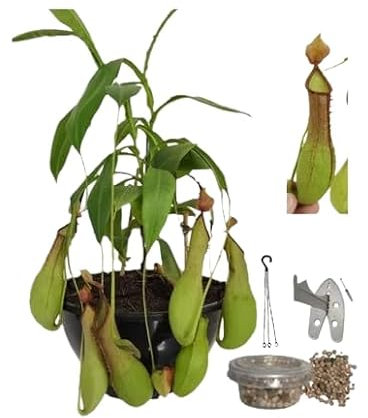 Nepenthes - Planta con Colgador - Planta Carnívora Viva - Interior y Exterior