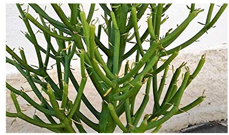 Pcs - 10x Euphorbia Tirucalli Succulent Jardin Plantes - Graines B1471 - Seeds & Plants Shop by Ipsa