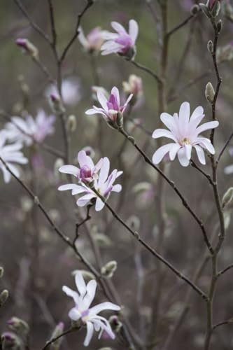 Magnolia soulangiana 'Sol' - Tulpenmagnolie, 5x veredelt, winterhart, Blütenbaum 150-200cm x 250-275cm