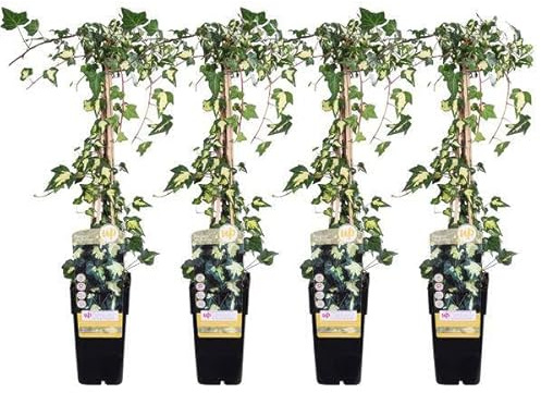Gold – Efeu Hedera helix 'Goldheart' Kletterpflanze Ø15cm 65cm | winterharte Pflanze für Garten, Balkon, Terrasse, Kübel & Beet online