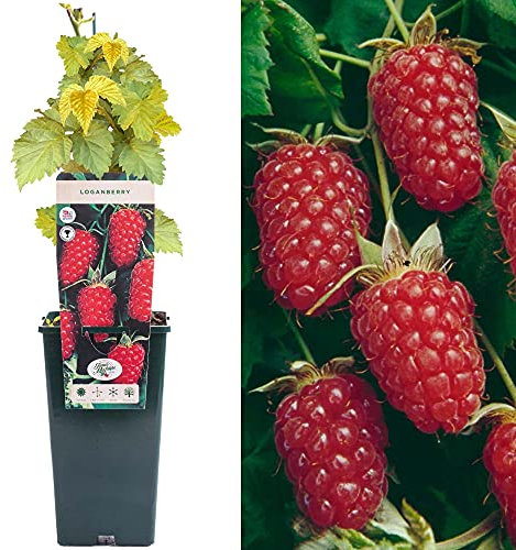 Loganberry - Rubus Hybrid | Delicious Berry Fruit Plant Bush | 30-50 cm Potted