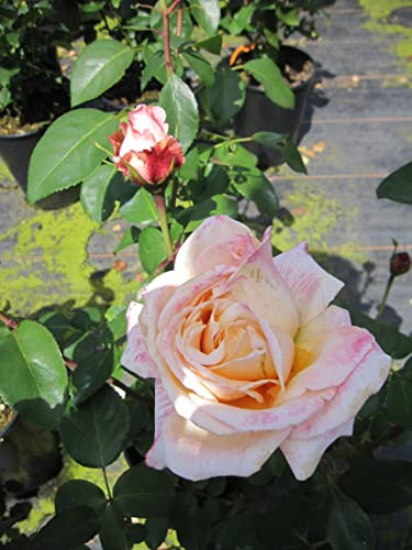 Rosa Oh Happy Day ® - Edelrose ® - Eleganza Antique - Kordes Rose - ADR Rose