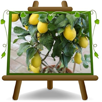 Zitrusgewächs Zitrone Femminello Carrubaro Pflanzen Ab Frucht Vase 20 CM Höhe: 80/90 CM