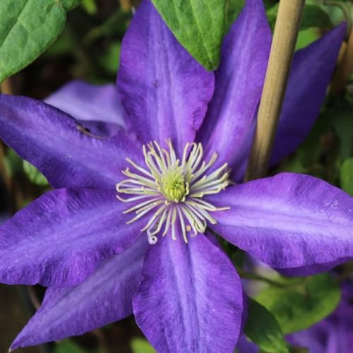Carbeth Plants 2 x Clematis Daniel Deronda Climbing Plant in 9cm Pot - Purple Blue Summer Flowering Garden Ready Shrub - Deciduous Outdoor Climber for Walls, Fences or Trellis