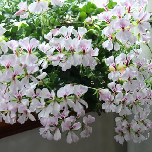 Geranien, blumensamen balkongewächshäuser exotische zimmerpflanzen bodendecker topfpflanzen hochbeet deko wohnzimmer gartenpflanzen winterhart alte sorten steingarten winterharte 150samen