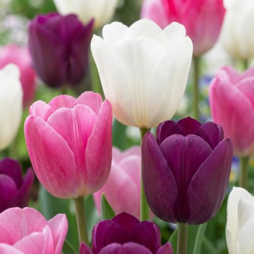 GreenboutiQ - Blumenzwiebeln - Tulpenzwiebeln Pastel mix - Bulbs Hardy Perennial - Verschiedene Farben - 12 Stück - Zwiebelgröße 11/12 - XXL Pack