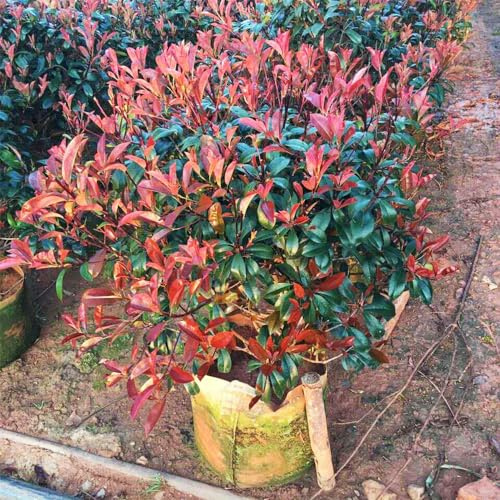 Photinia red robin jardín balcón parterre semillas decorativas silvestres silvestres 100pcs