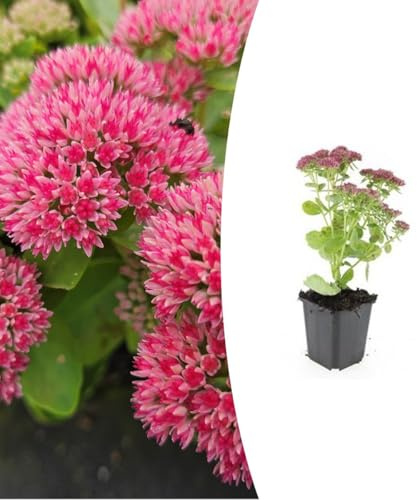 Sedum 'Herbstfreude' | 24 pezzi - 10-25cm - Ø9cm - Pianta da giardino