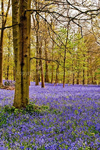 Glockenblumen Foto EIN 30,5 x 45,7 cm Hochwertiger Fotodruck der Bluebell Woods am Wald grauen Court Henley Oxfordshire England UK Hochformat Foto Farbe Bild