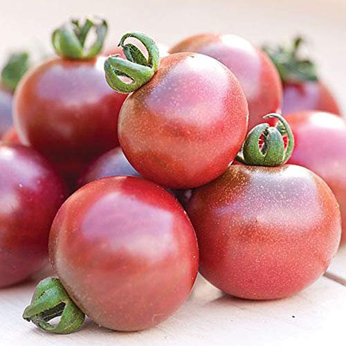 Tomato Seeds 'Rosella' Fruit/Vegetable Garden Plants Half-Hardy Annual Cherry Tomatoes Seeds for Planting Solanum lycopersicum L. Easy to Grow Your Own 1 Packet of 10 Seeds by Thompson and Morgan