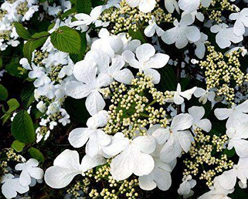 Hydrangea petiolaris self clinging deciduous Climbing Wall Shrub with White Summer Flowers Ideal for a Shady Wall 2 Litre Pot