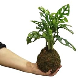 Planta Natural Monstera Adansonii en Kokedama – Enredadera Exótica – DECOALIVE