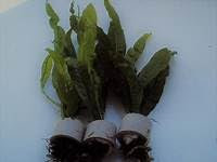 15 Live Java Fern Plant for Aquarium Freshwater Aquatic Plants with Sponge and Ceramic Ring Base Bunched Bunch Weighted Tropical Coldwater Fish Tank Plant Pack Mixed Bundle Multi Real Goldfish