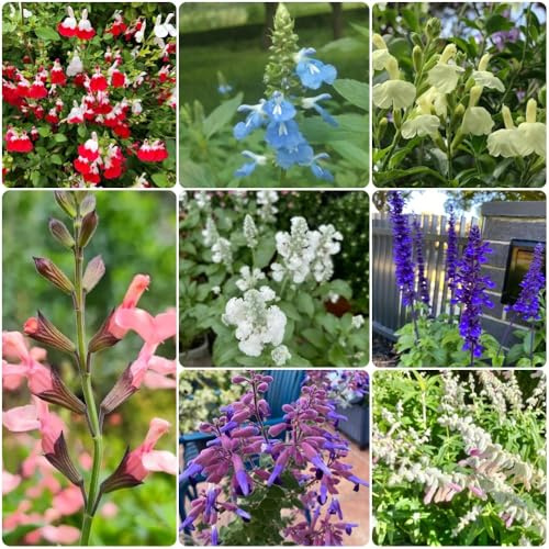 Semillas de salvia, de jardín de rocas resistentes Salvia japonica, para exterior resistentes al invierno raras 550pcs